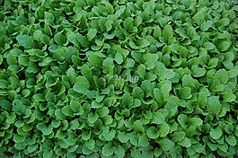 萝卜青菜,蔬菜,食品
