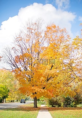 秋天,秋,樹(shù)