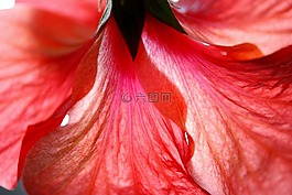槿,花,粉紅色