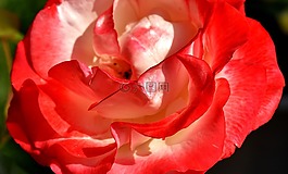 玫瑰,花,廠