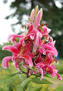 百合,花,粉紅色