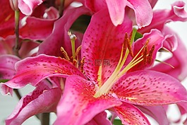 百合,花,粉紅色