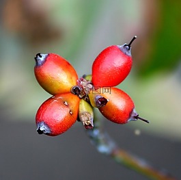 茱萸漿果,山茱萸,紅色的種子