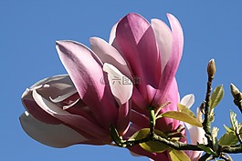 玉蘭,樹,花卉