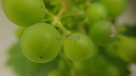 葡萄,宏,綠色