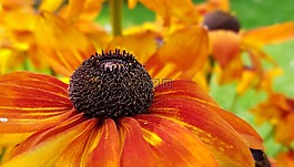 花,開花,太陽帽子
