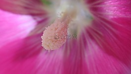 宏,雌蕊,花