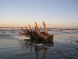 樹干,海,夏季
