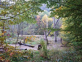 湖,池塘,水