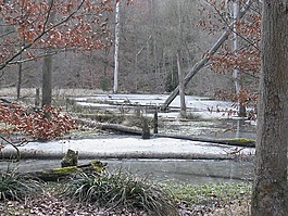 冬天,性質(zhì),池塘