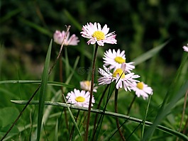 雛菊,夏季,花