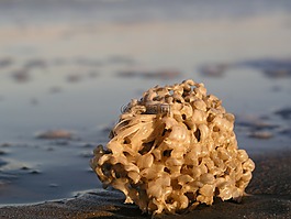 海綿,海灘,夏季