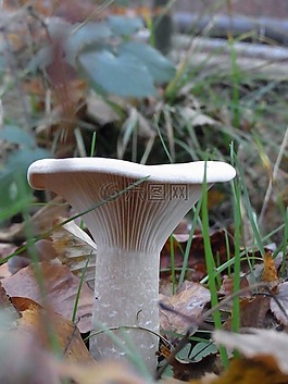 蘑菇,廠,森林