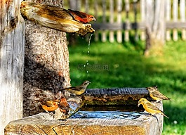 crossbills,斜颈,雀科