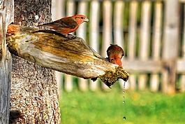 crossbills,斜颈,雀科