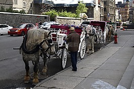 馬越野車,馬匹,教練