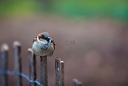 自然,鳥,野生動物