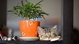 锅,桌面,植物区系