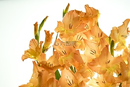 廠,鮮花,唐菖蒲