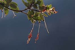 珊瑚的鐘聲,花,開(kāi)花
