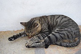 貓,動物,睡眠
