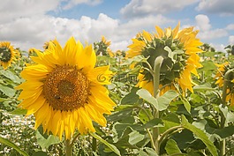 花,太陽花,開花