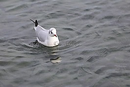 水,鳥(niǎo),湖