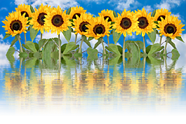 太陽花,夏季,太陽