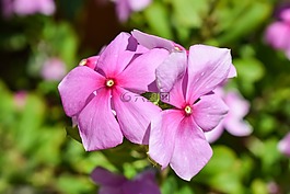 花,紫色,自然