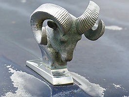 djurprydnad,汽车,夏天