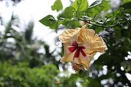 植物區(qū)系,花,自然