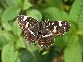 歐洲地圖,araschnia levana,蝴蝶