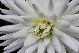 鮮花,葉子,葉