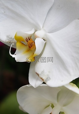 鮮花,葉子,葉