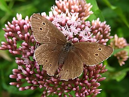 烟囱扫描,aphantopus hyperantus,蝴蝶
