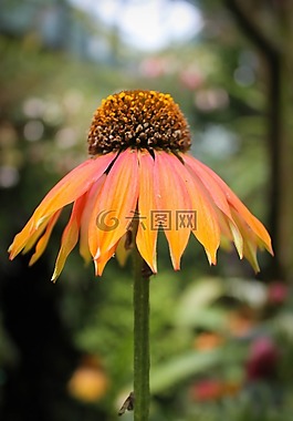 鮮花,葉子,葉