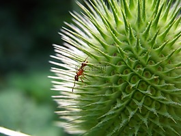 乾草 knotenameise,myrmica scabrinodis,蚂蚁