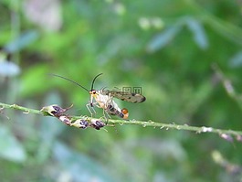 研究,panorpidae,schnabelfliege