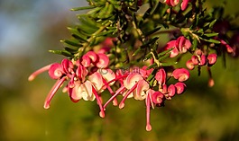 grevillea,花,澳大利亚