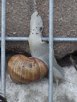 蝸牛,墻,軟體動(dòng)物