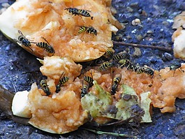 德國黃蜂,怒江黃胡蜂小蠊,蘋果