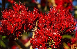 開花,紅色,鮮花
