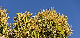 芒果開花,鮮花,黃色