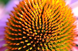 松果菊,開花,花