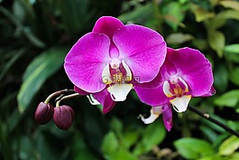 鮮花,葉子,葉