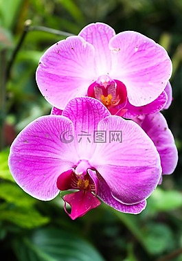 鮮花,葉子,葉