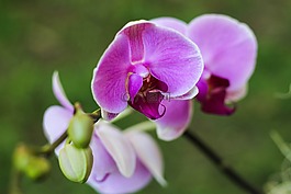 鮮花,葉子,葉