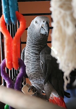 鸚鵡,鳥,動物