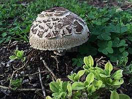 的funghi,毒菌,蘑菇