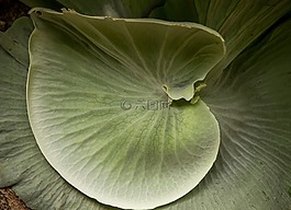 鹿角蕨,platycerium superbum,蕨類植物